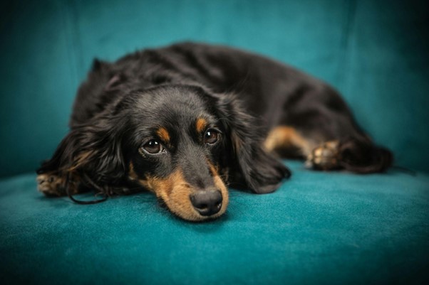 image of dog laying on a blue cushion 