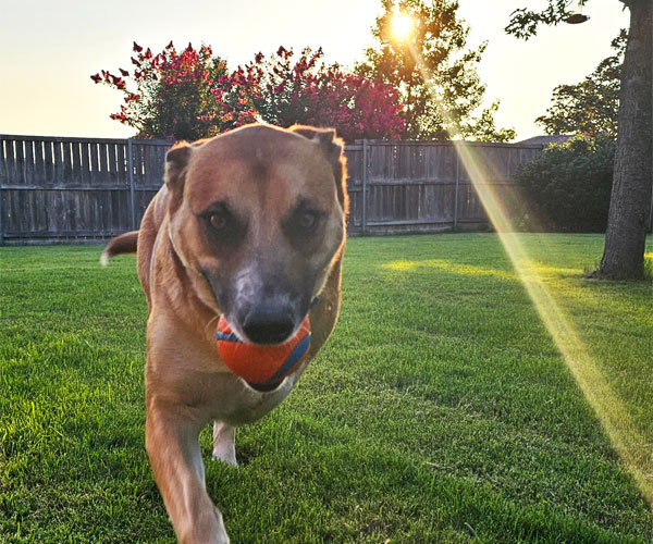 Dog with ball in mouth and a ray of sun shining on the grass