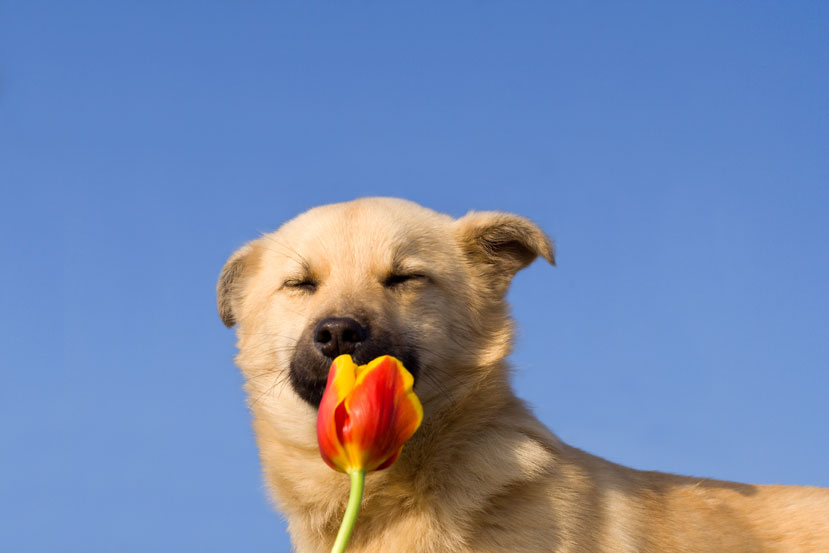 Dog smelling a flower