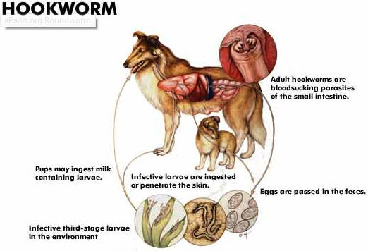 hookworm life cycle in dogs