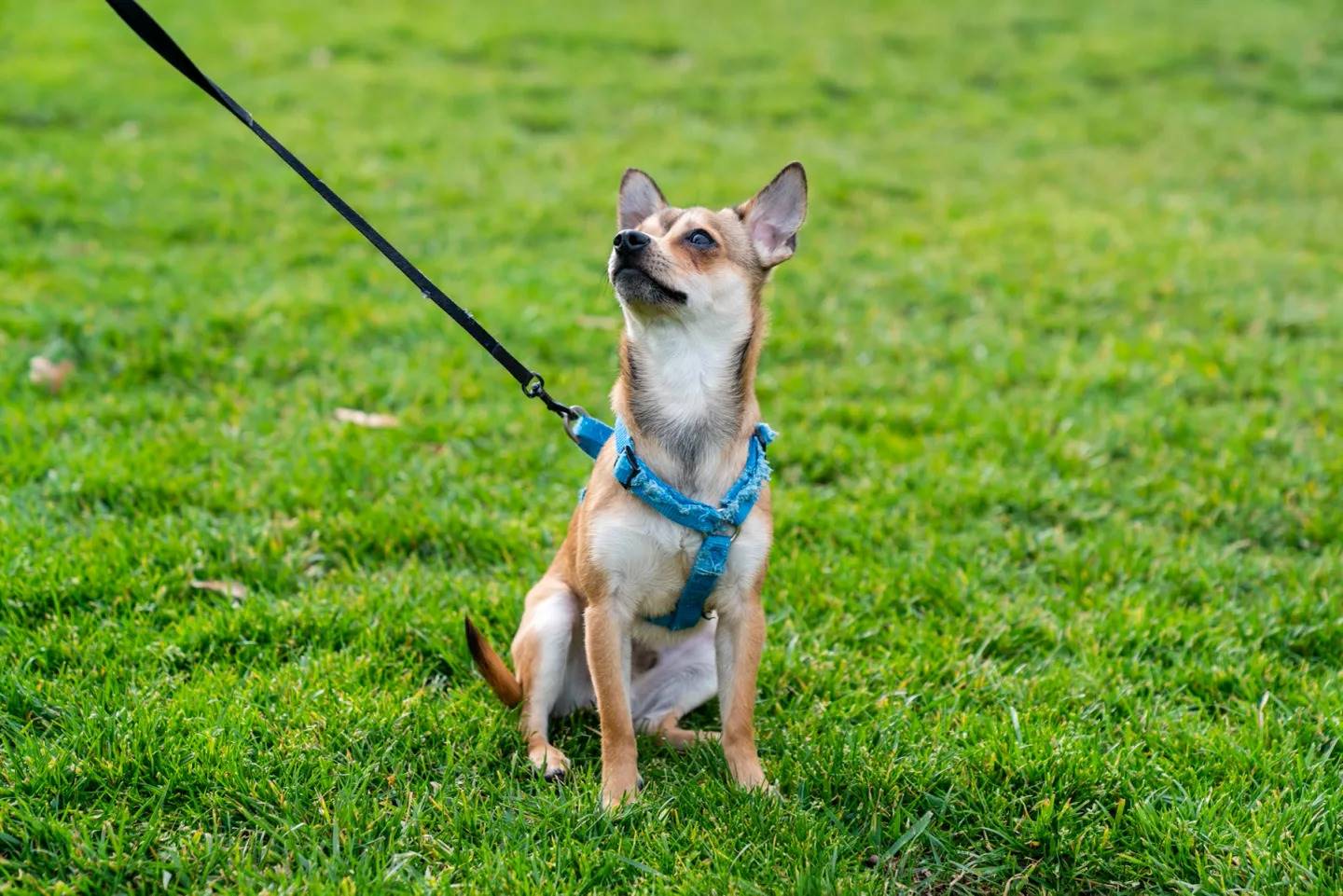 Image of small brown dog with harness and leash going on a walk