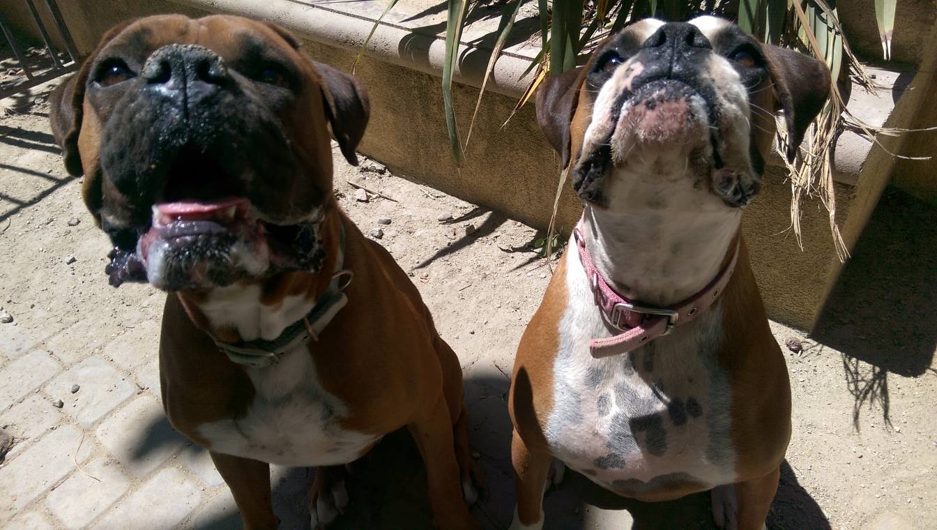 image two boxer dogs looking up